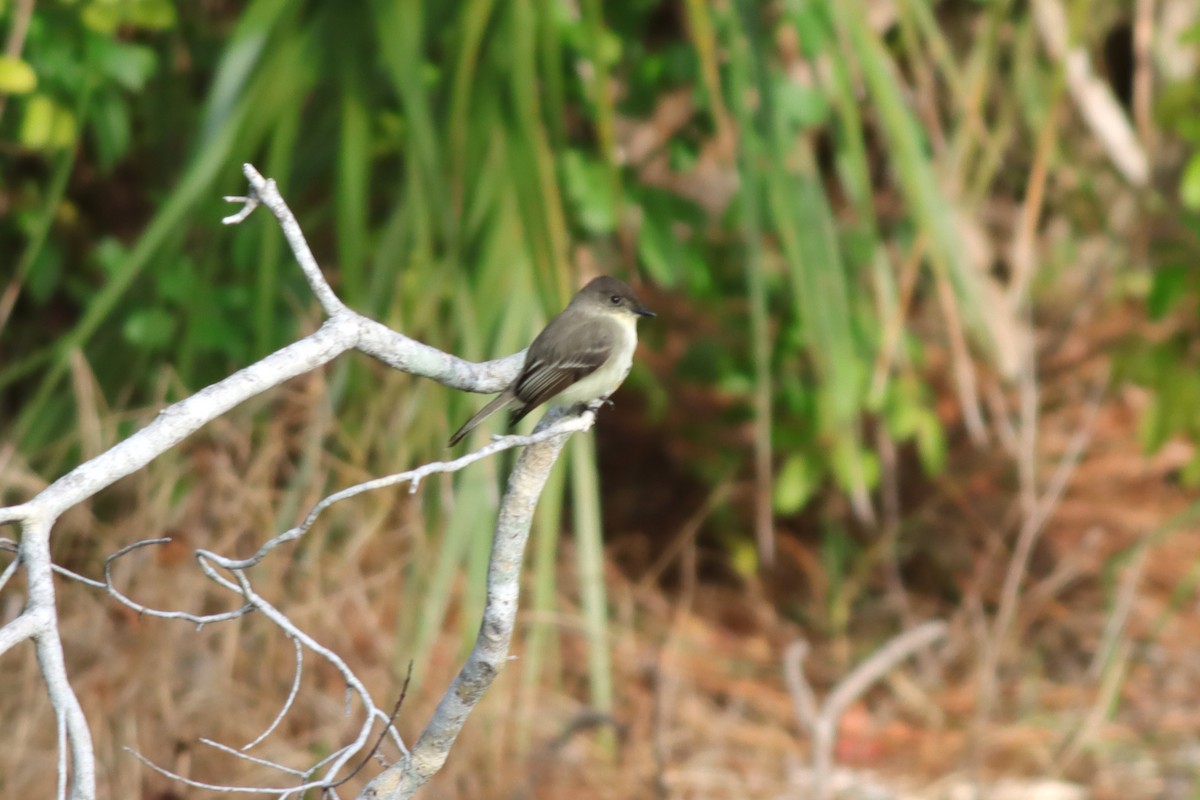 Eastern Phoebe - ML611496062