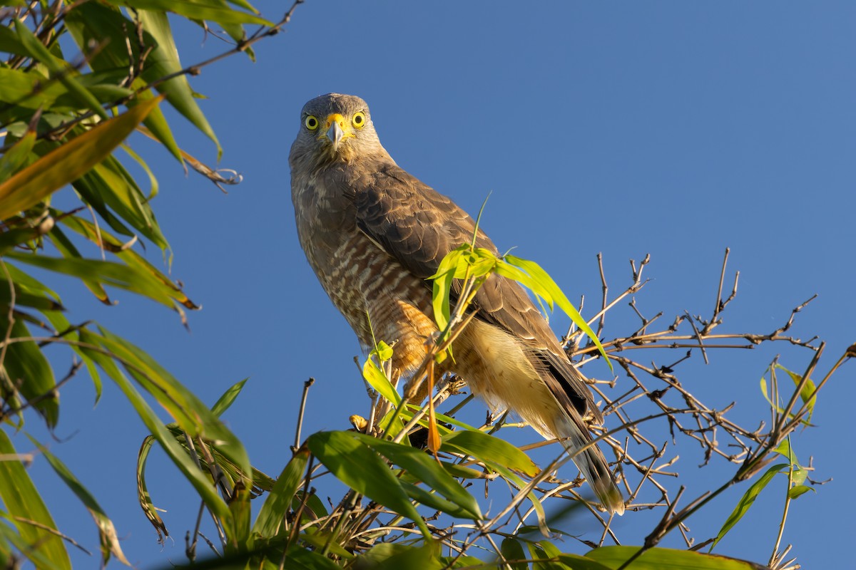 Roadside Hawk - ML611496086