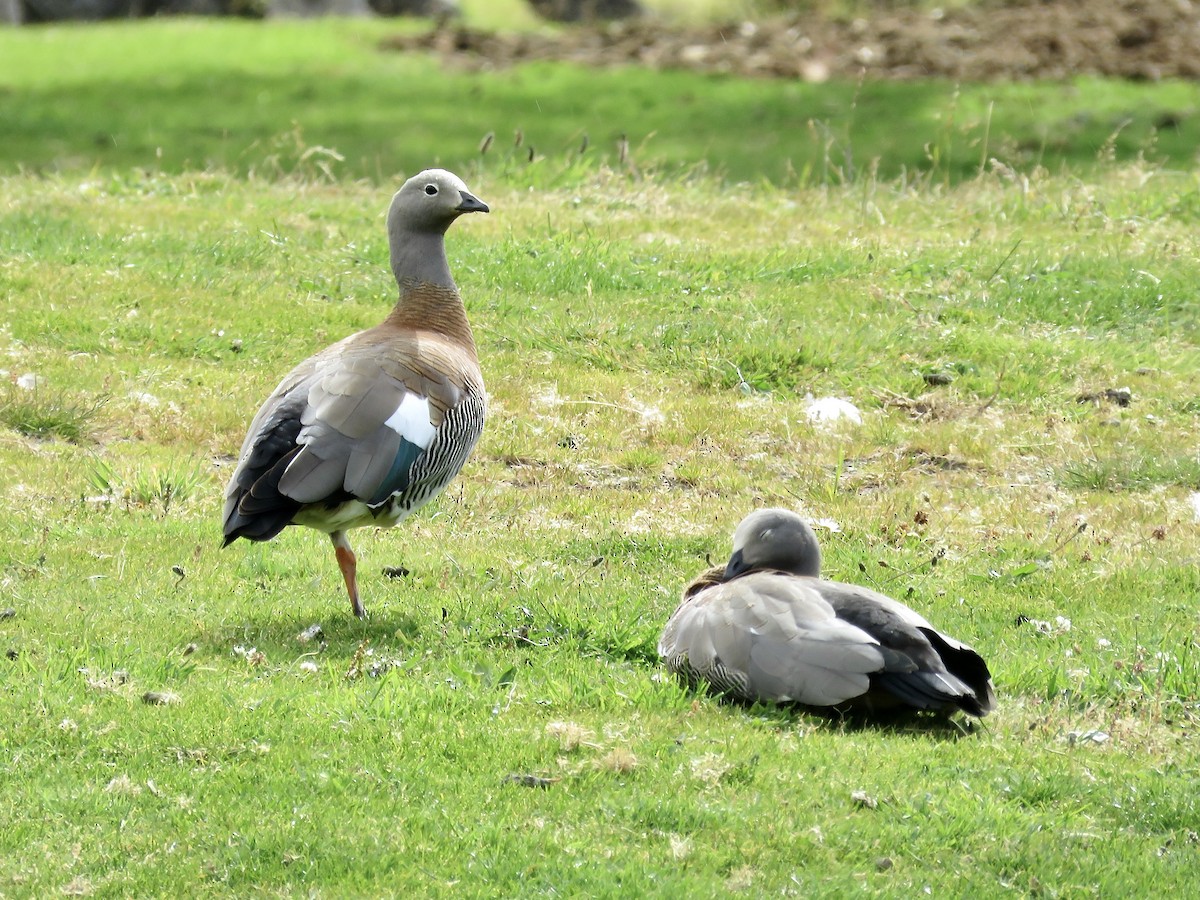 Ashy-headed Goose - Simon Pearce