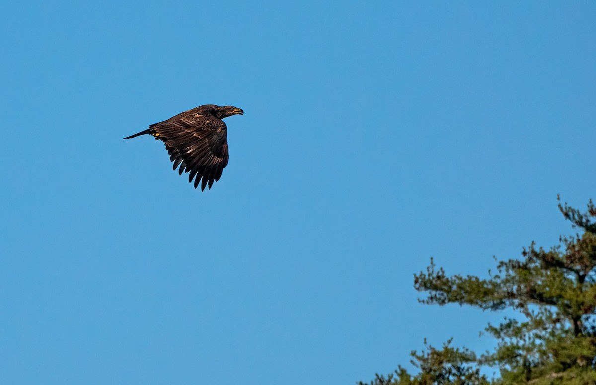 Bald Eagle - ML611496225