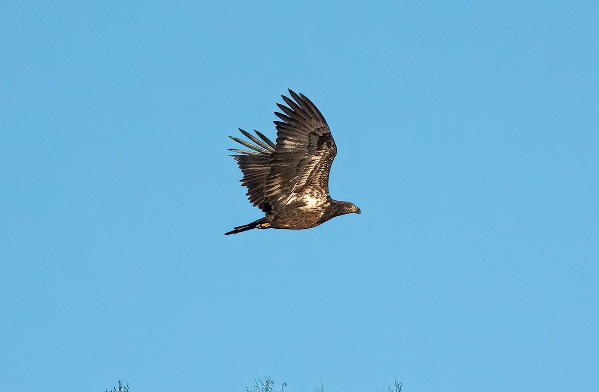 Bald Eagle - ML611496231