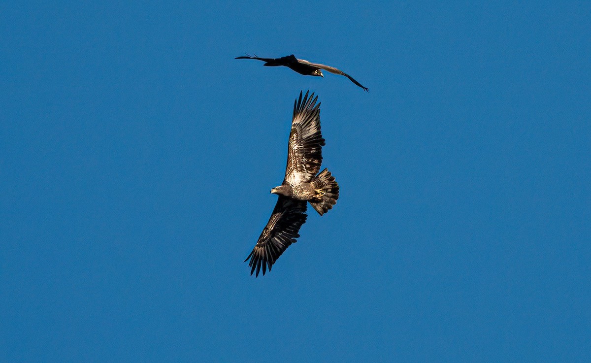 Bald Eagle - ML611496233