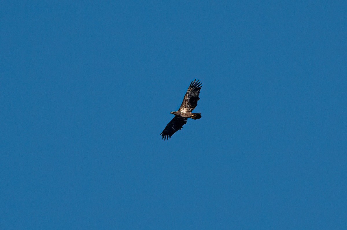 Bald Eagle - ML611496240