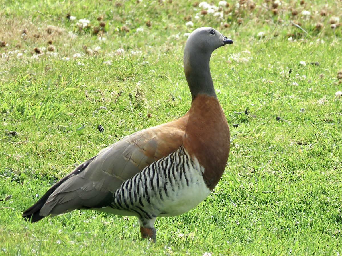 Ashy-headed Goose - Simon Pearce