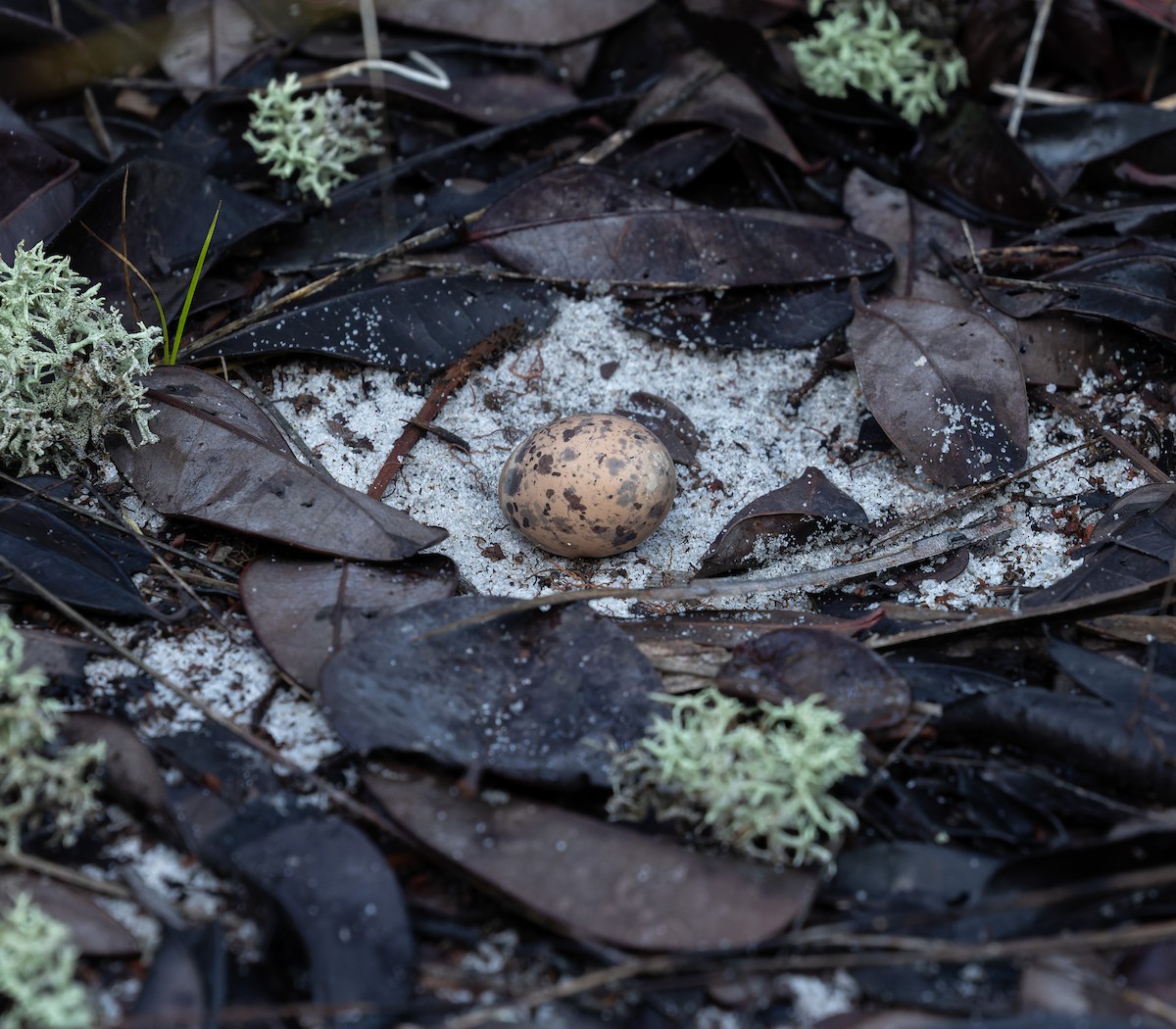 Blackish Nightjar - ML611496269