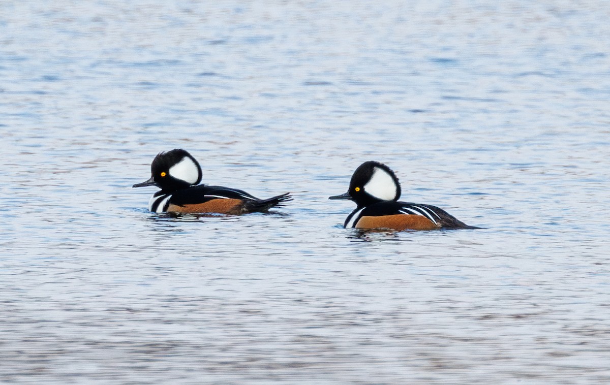 Hooded Merganser - ML611496278