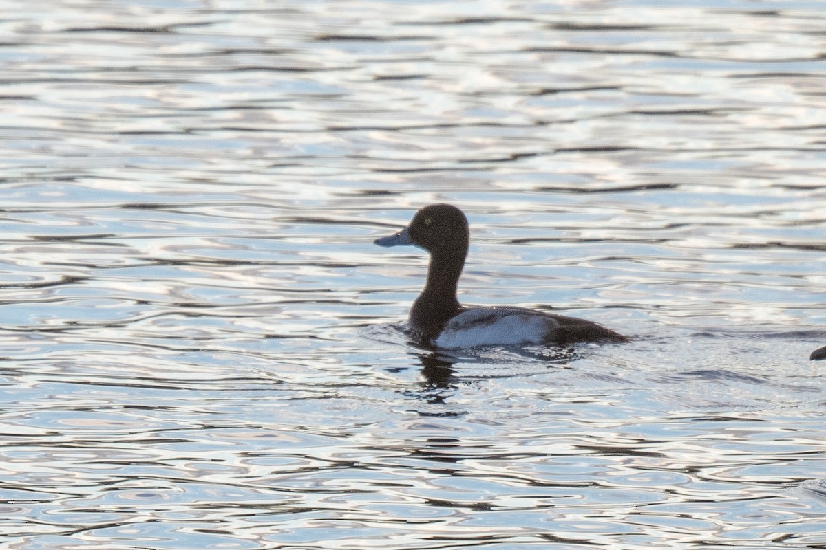 Greater Scaup - ML611496350