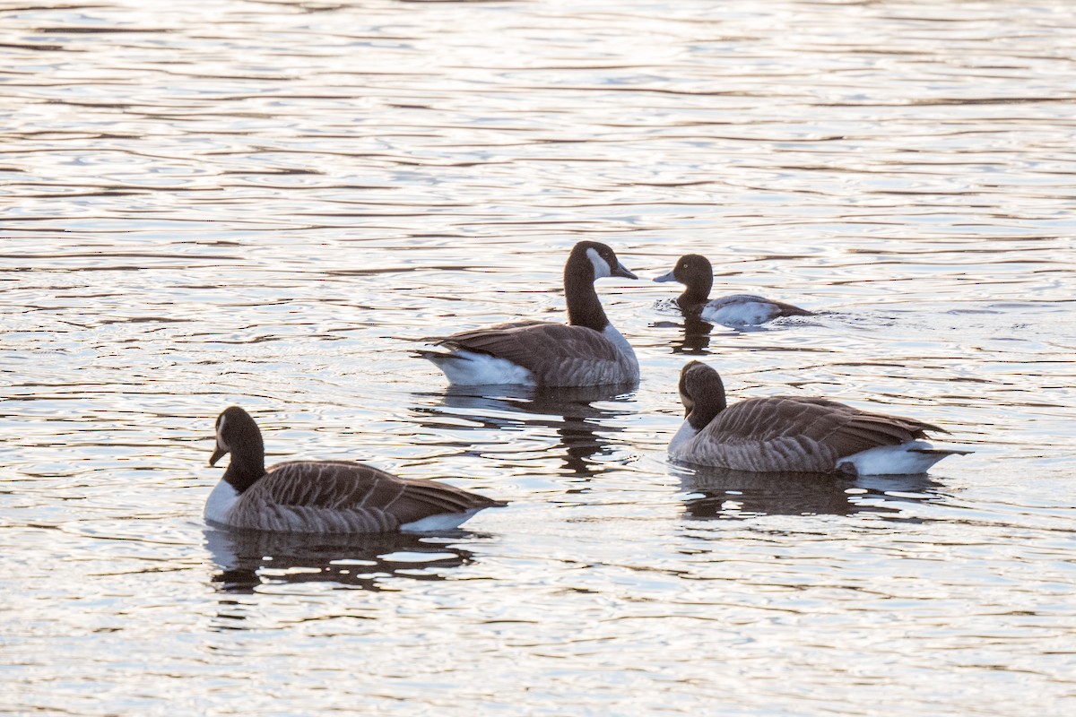 Greater Scaup - ML611496351