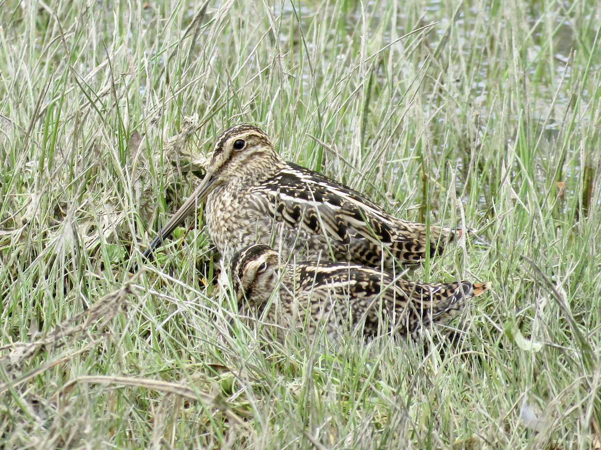 Magellanic Snipe - ML611496379