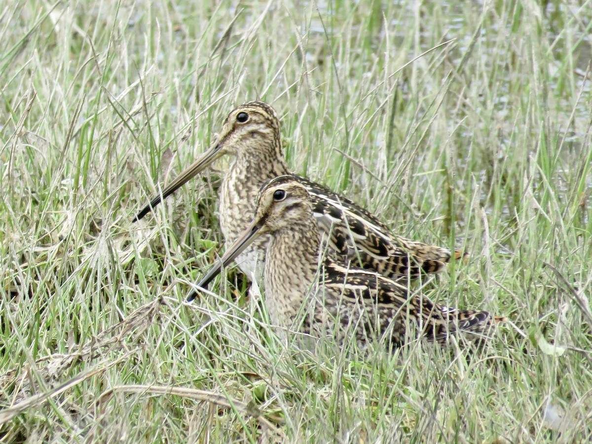 Magellanic Snipe - ML611496381