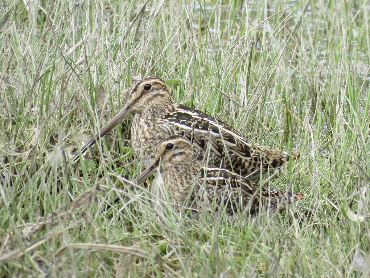 Magellanic Snipe - ML611496384