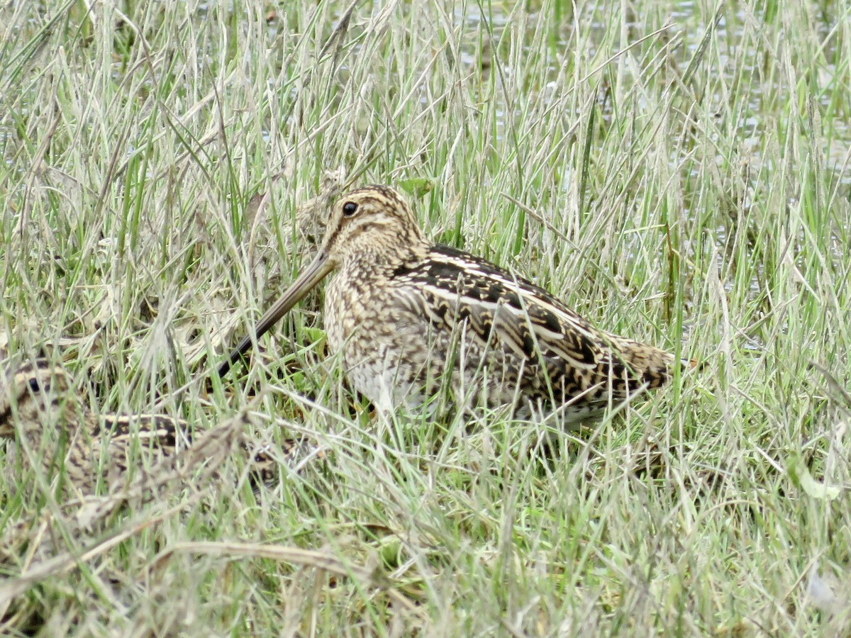 Magellanic Snipe - ML611496386