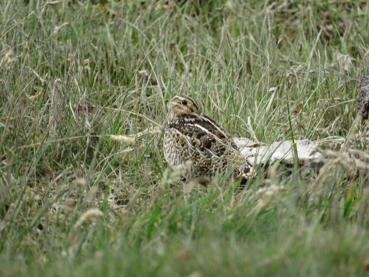 Magellanic Snipe - ML611496391