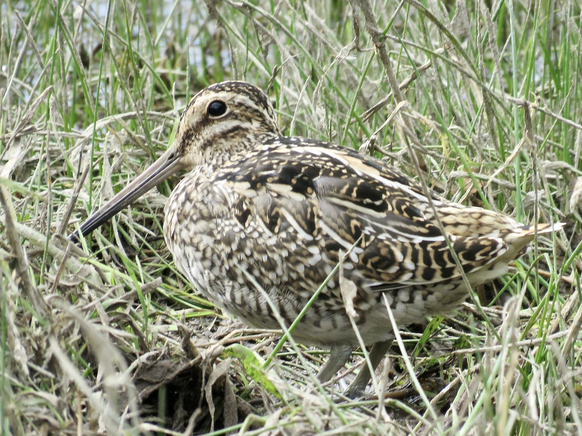 Magellanic Snipe - ML611496395