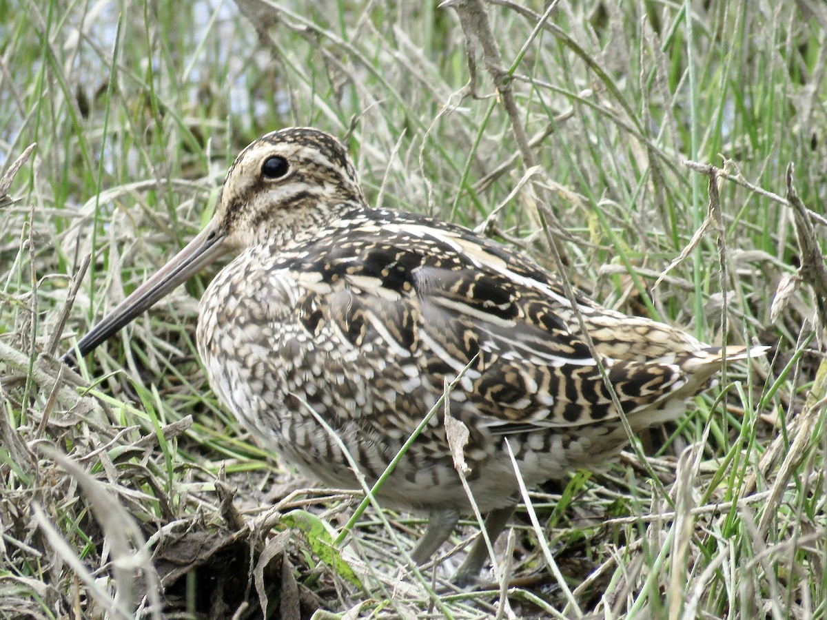 Magellanic Snipe - ML611496396