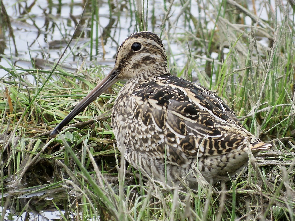 Magellanic Snipe - ML611496410