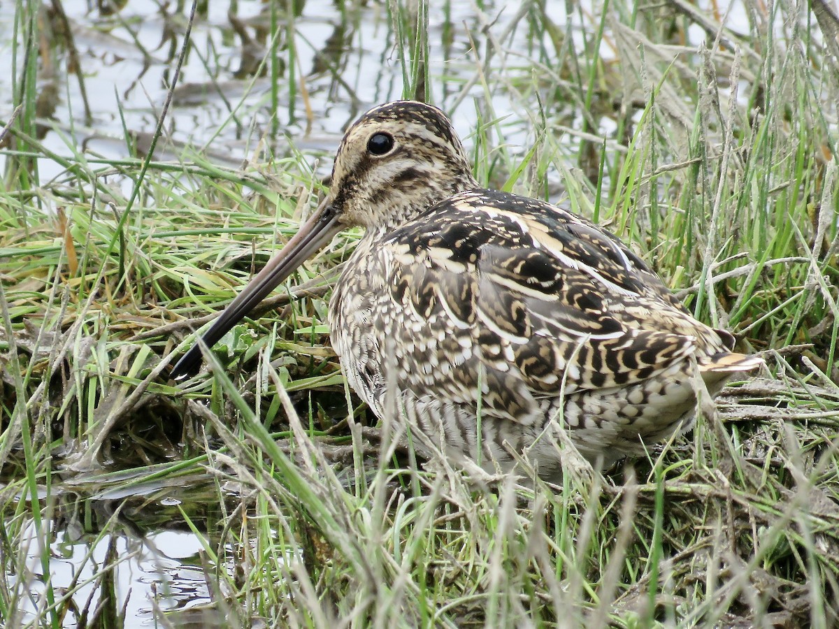 Magellanic Snipe - ML611496411