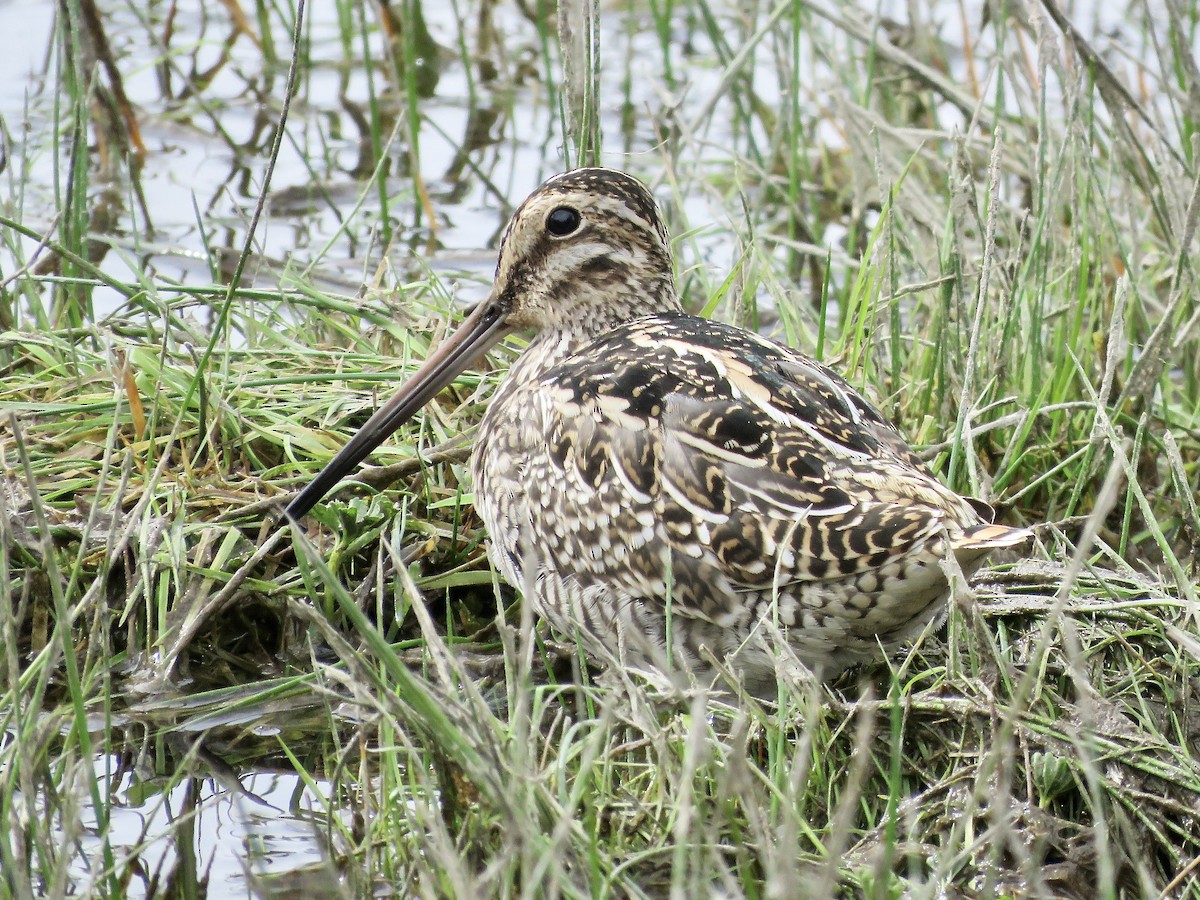 Magellanic Snipe - ML611496412