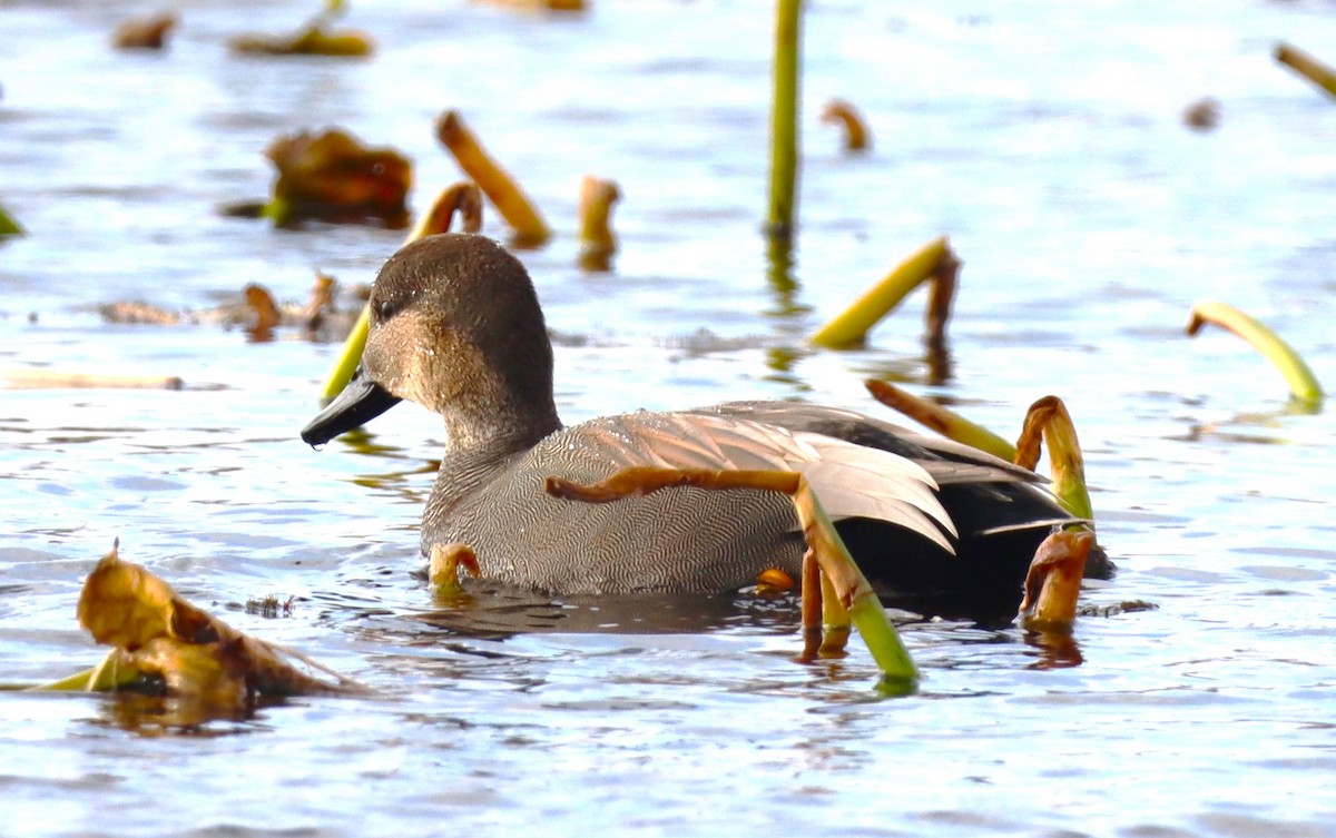 Gadwall - ML611496414