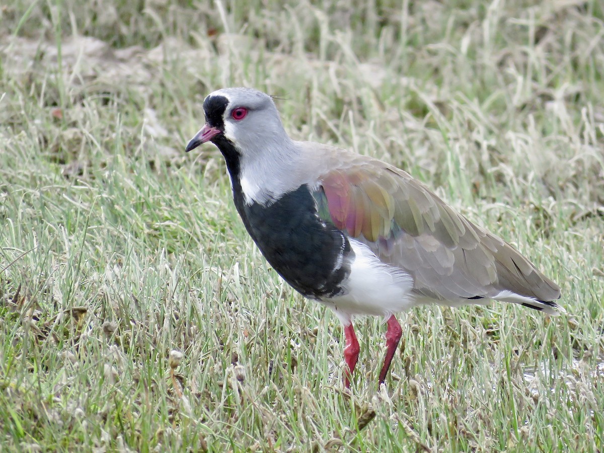 Southern Lapwing - Simon Pearce