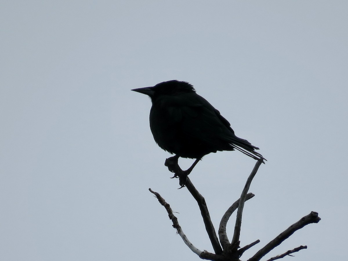 Austral Blackbird - ML611496441