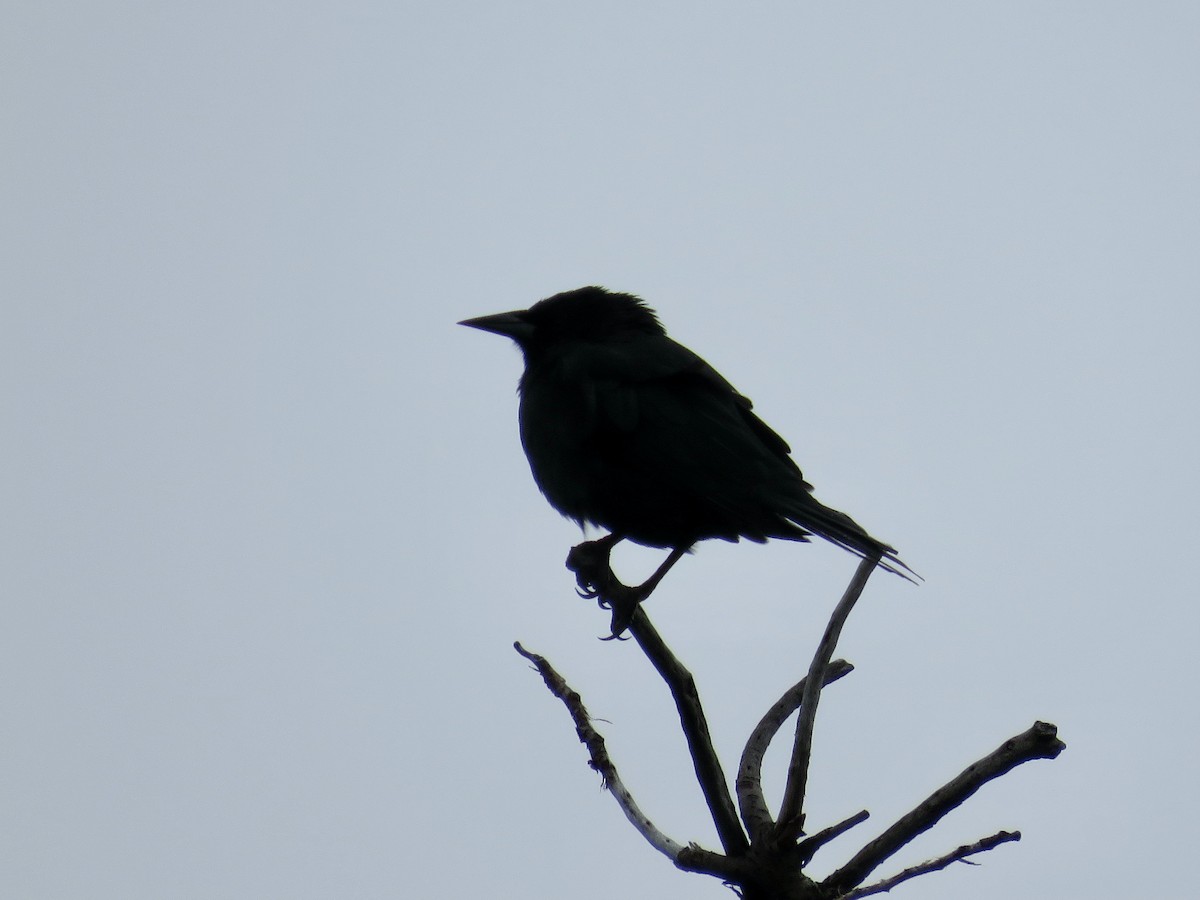 Austral Blackbird - ML611496442