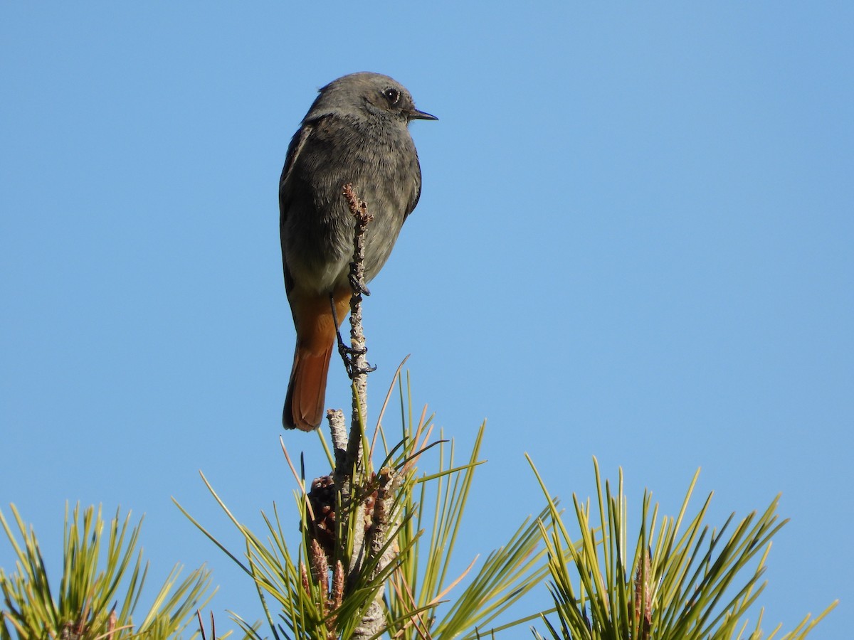 Black Redstart - ML611496443