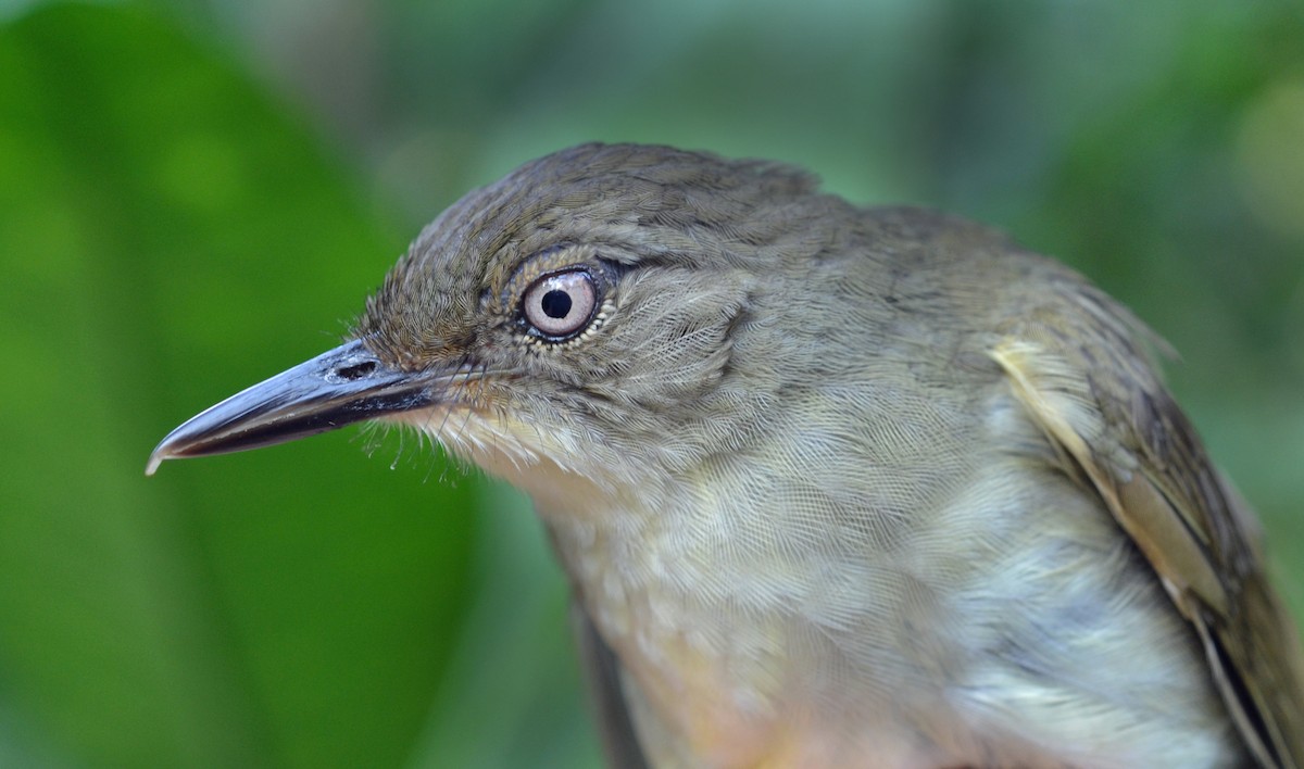 Fischer's Greenbul - ML611496464