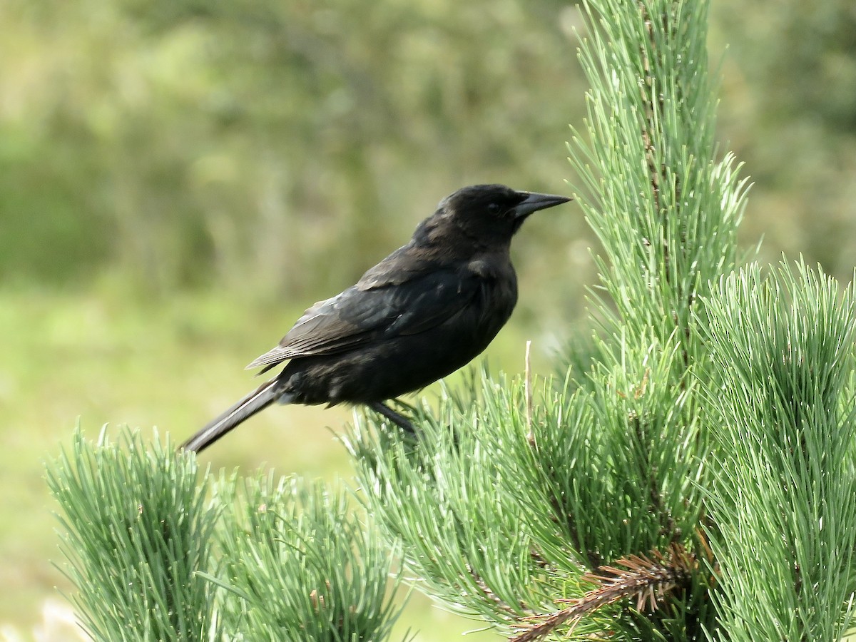 Austral Blackbird - ML611496512