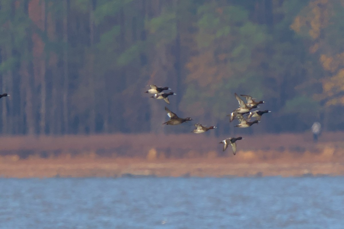 White-winged Scoter - ML611496551