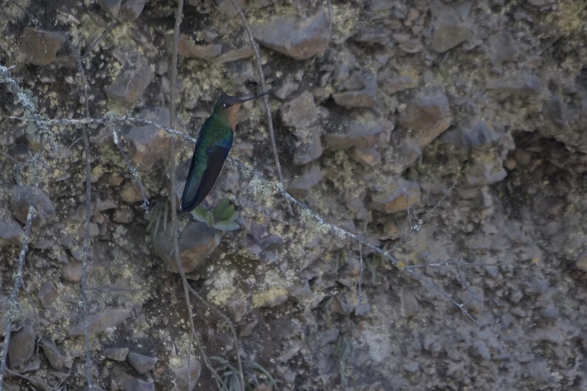 Colibri à ailes saphir - ML611496741