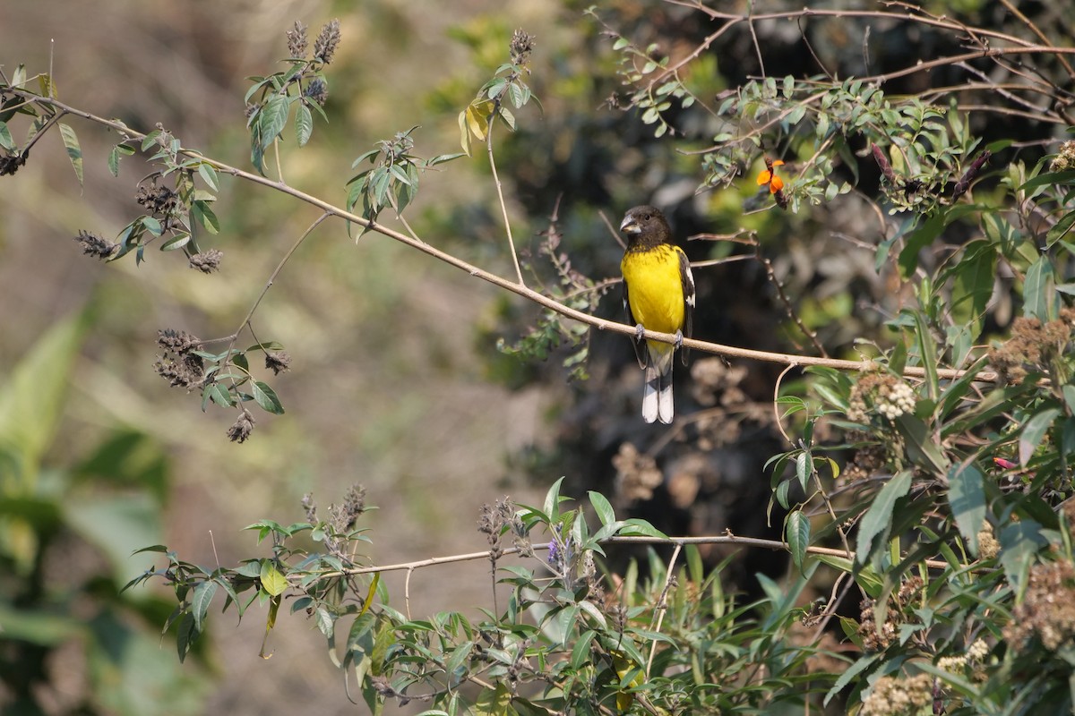 Black-backed Grosbeak - ML611496753