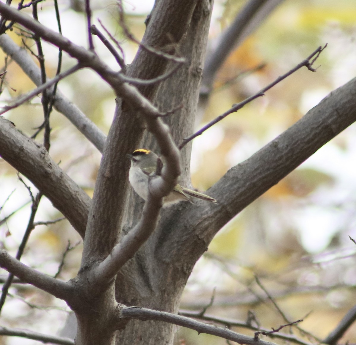 Golden-crowned Kinglet - ML611496796