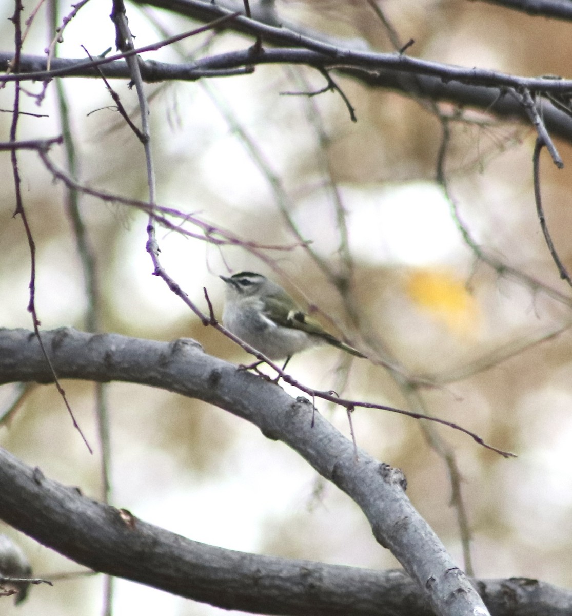 Golden-crowned Kinglet - ML611496797