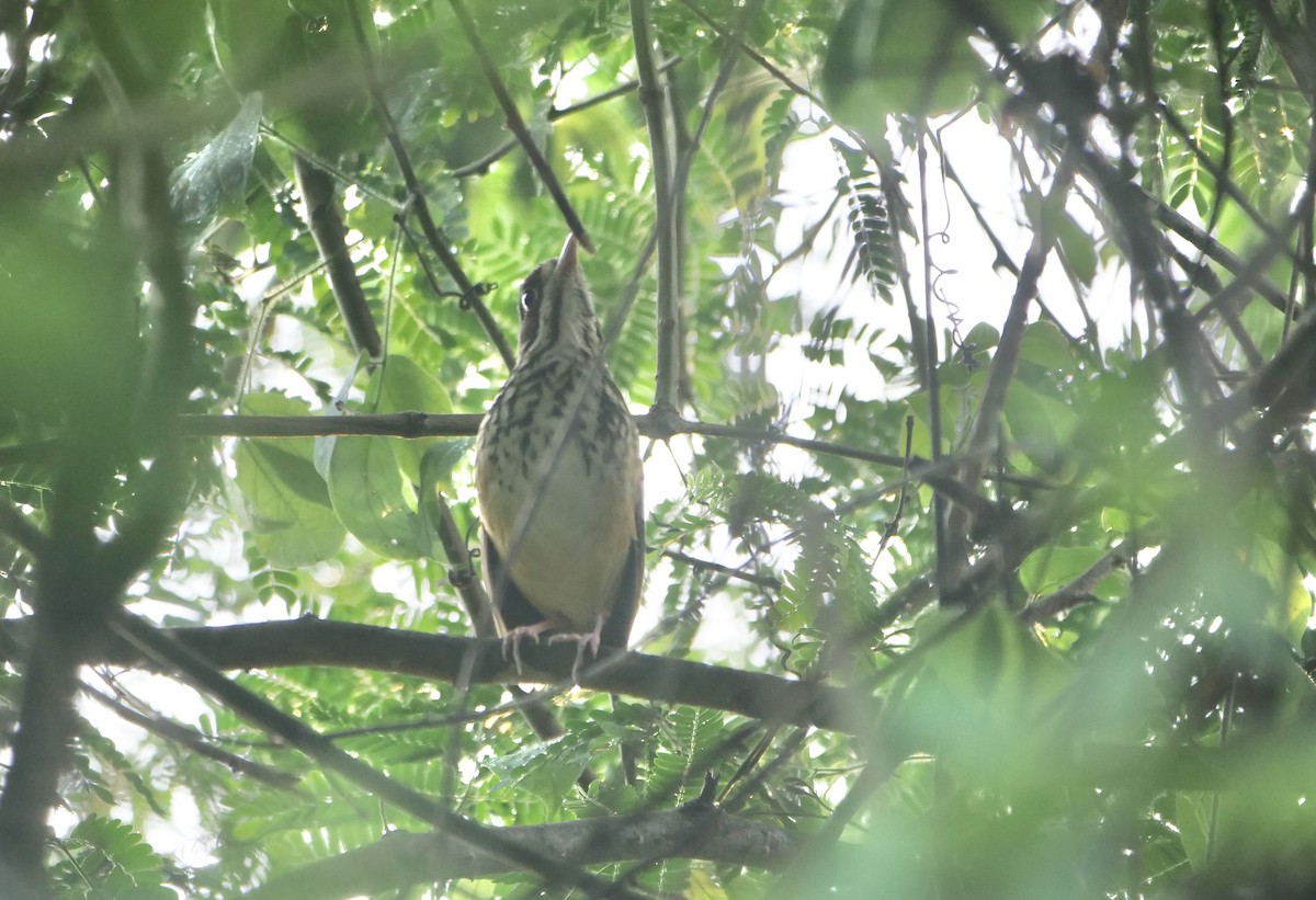 brunøremaurpitta - ML611496813