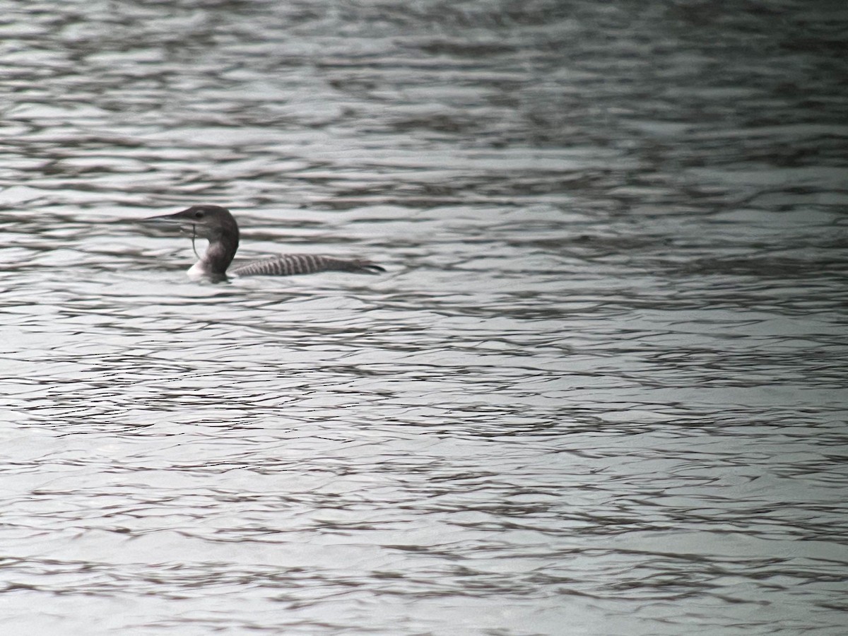 Common Loon - ML611496816