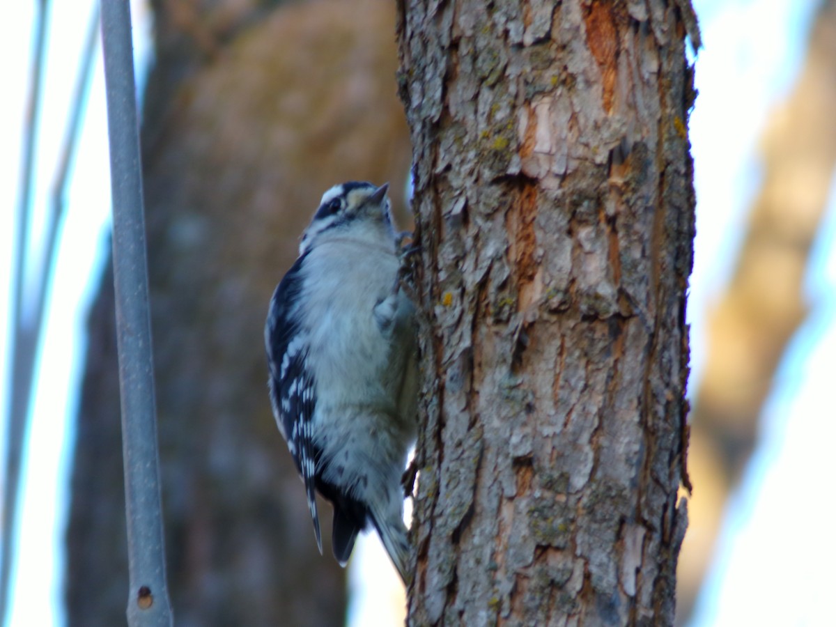 Downy Woodpecker - ML611496826