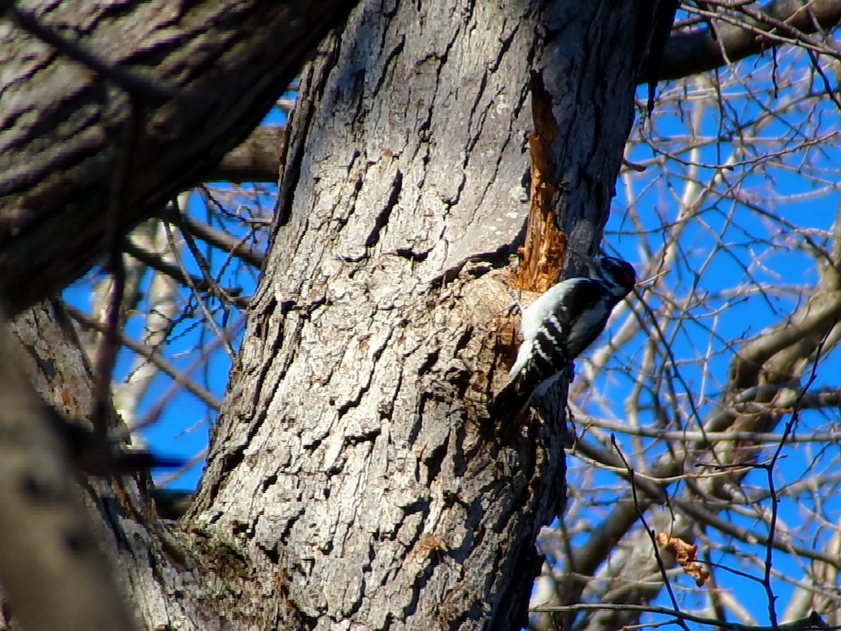 Hairy Woodpecker - ML611496829