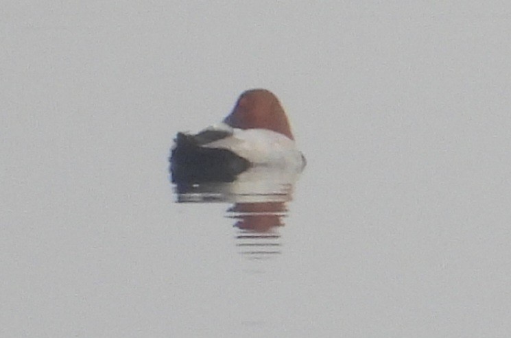 Common Pochard - ML611496835