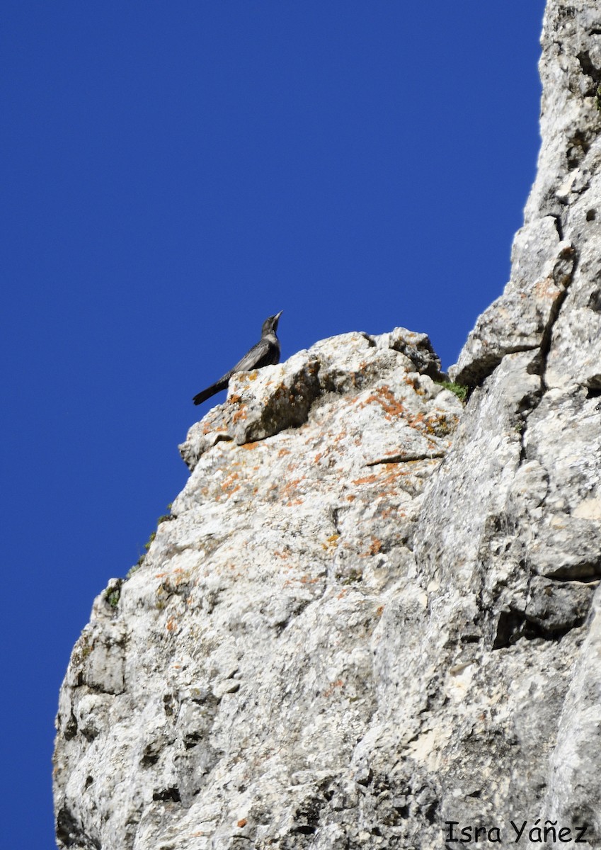 Ring Ouzel - Isra Yáñez