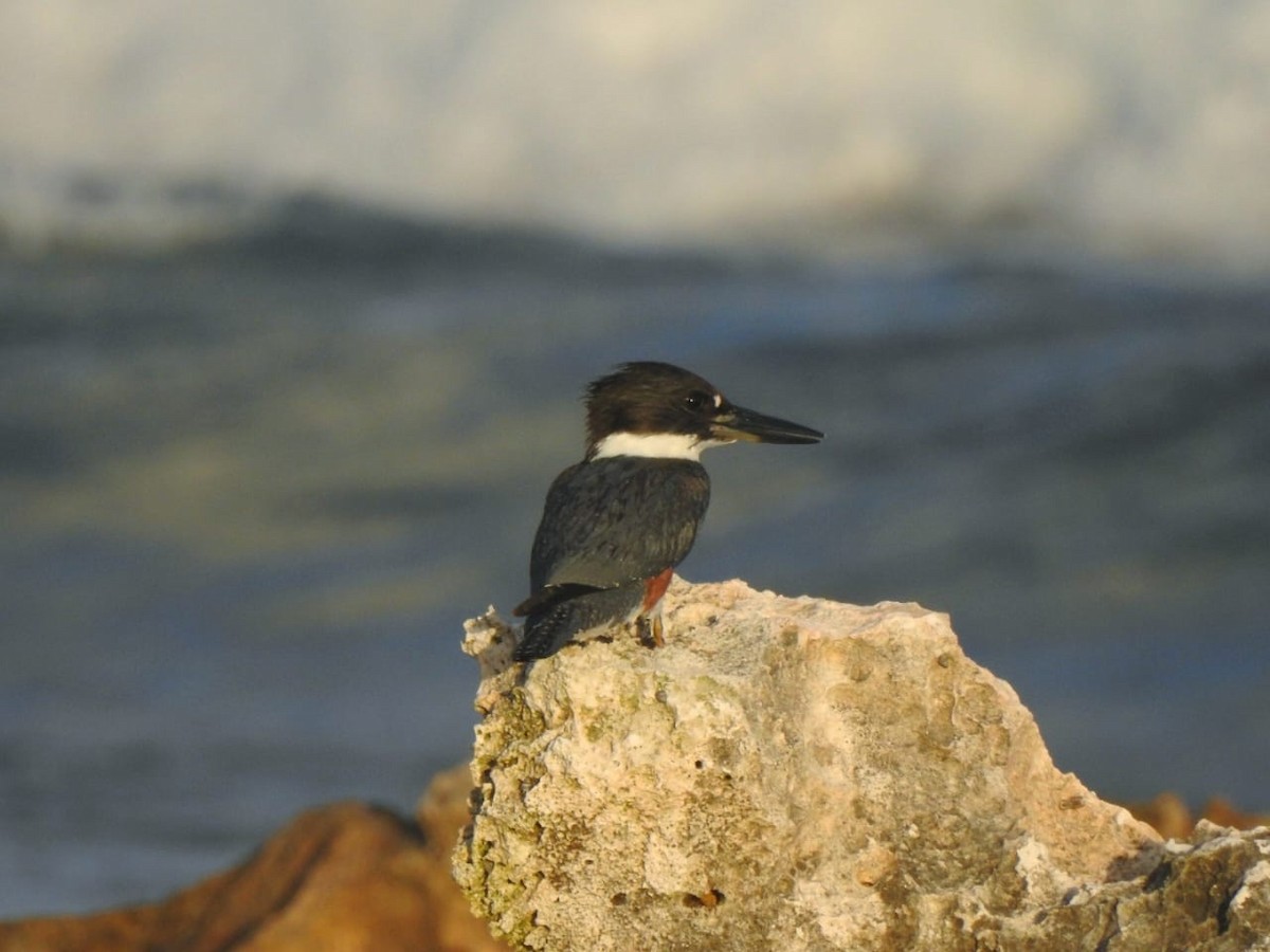 Belted Kingfisher - ML611496957