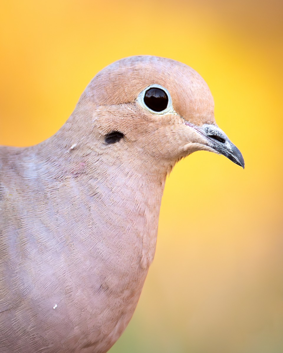 Mourning Dove - ML611496959