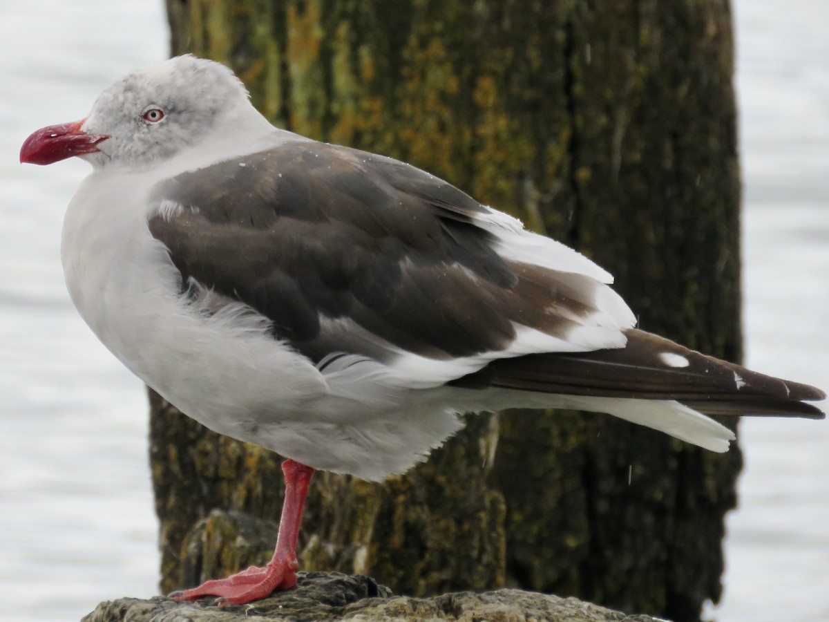 Dolphin Gull - ML611496970