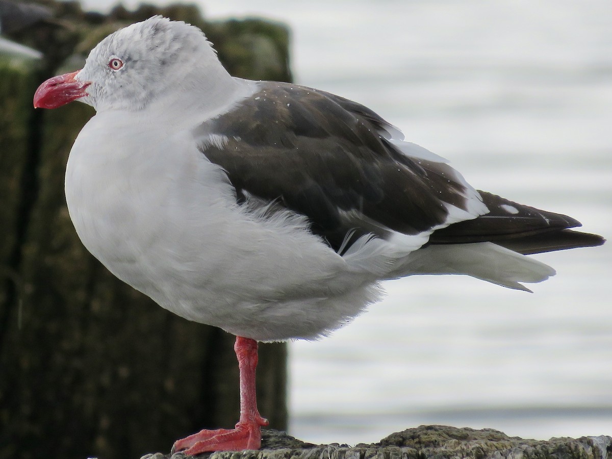 Dolphin Gull - ML611496974