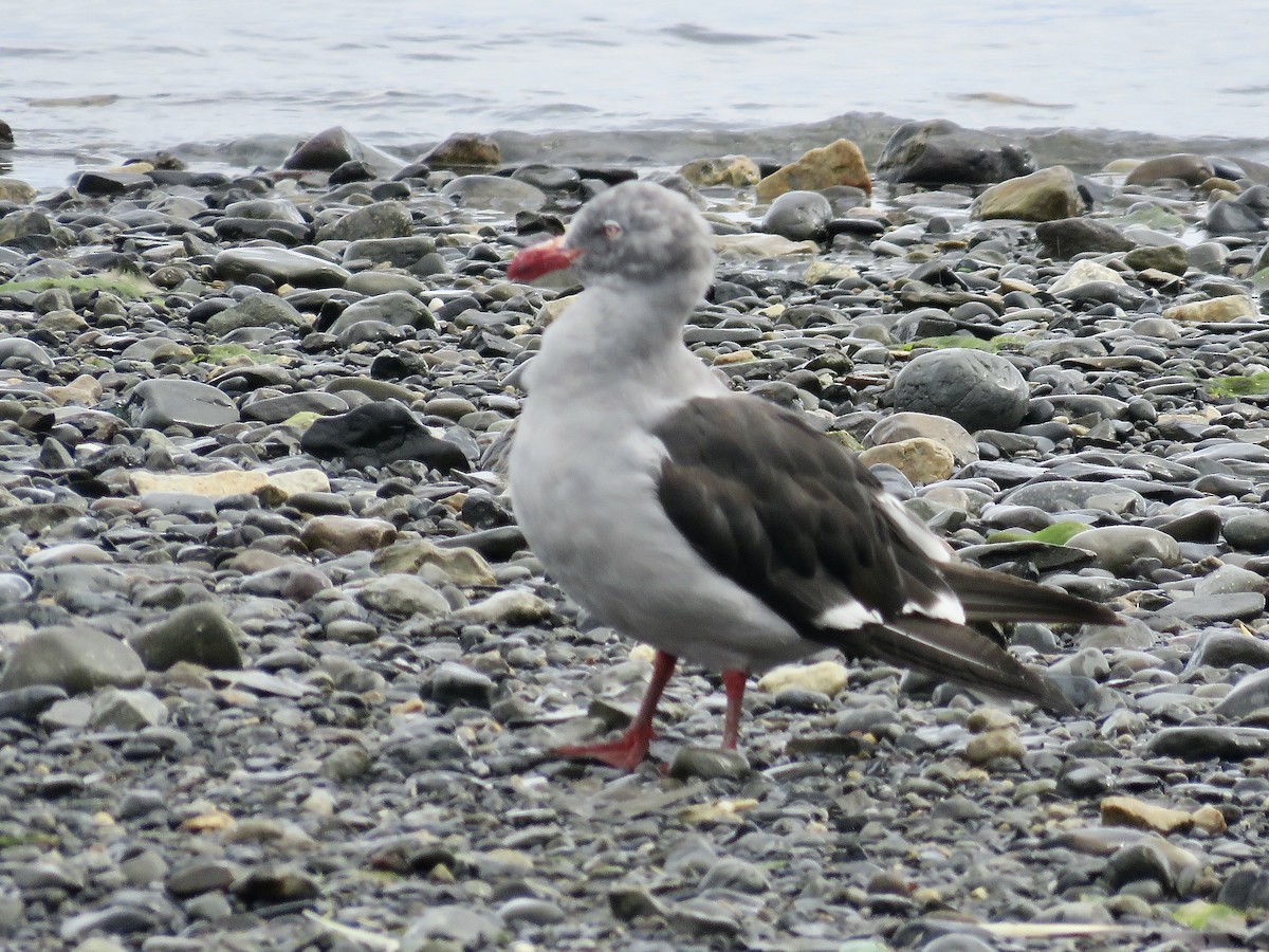 Dolphin Gull - ML611496987