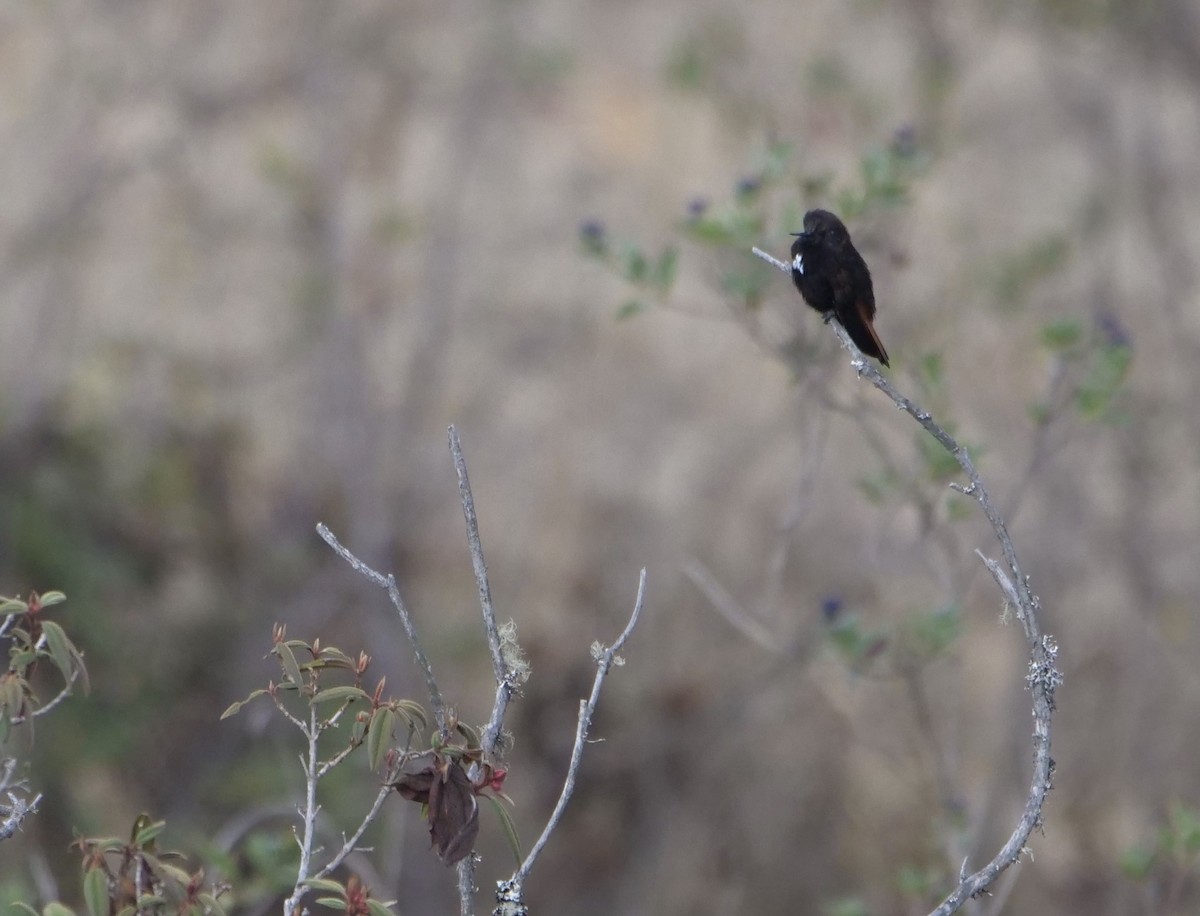 kolibřík černokápý - ML611497004