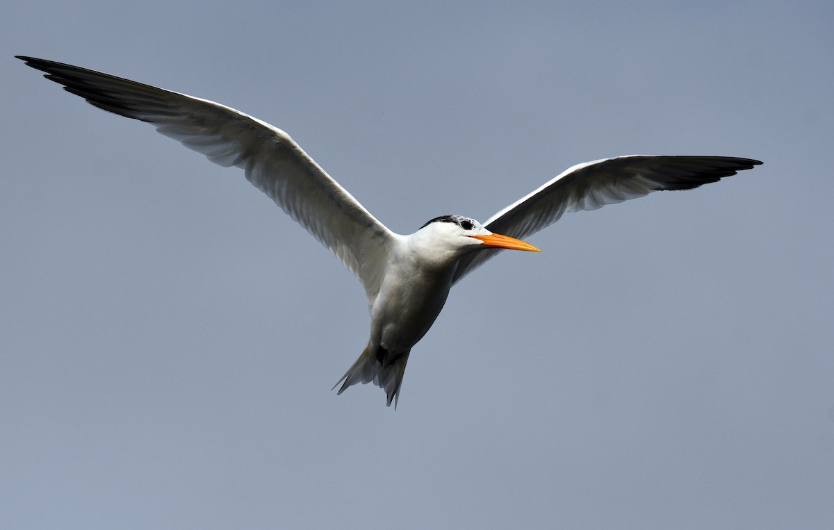 West African Crested Tern - David M. Bell