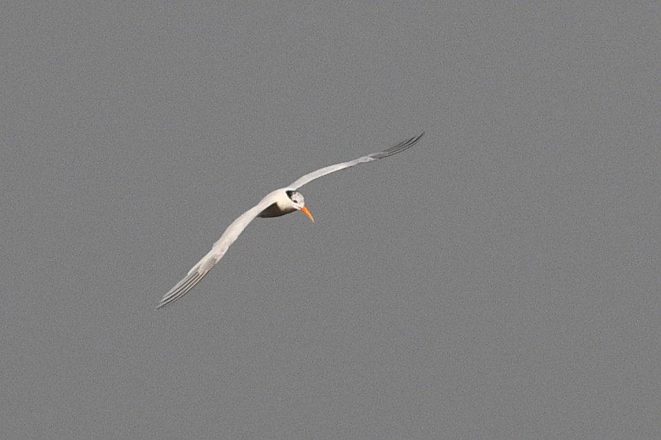 Lesser Crested Tern - ML611497042