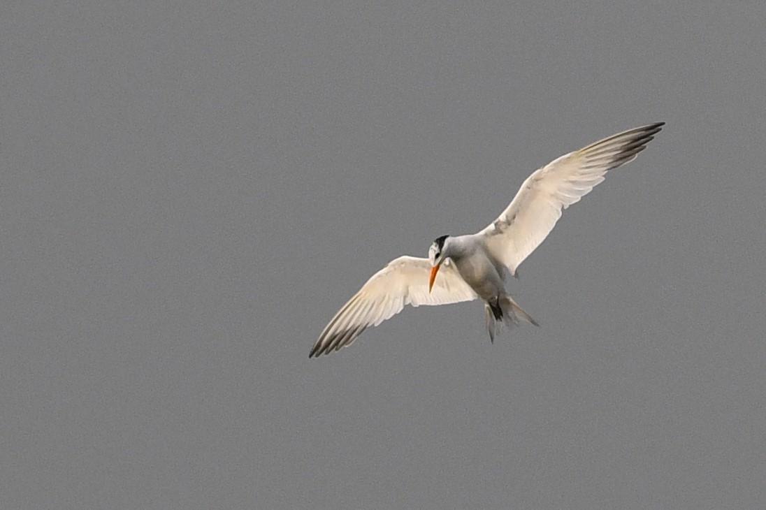 Lesser Crested Tern - ML611497043