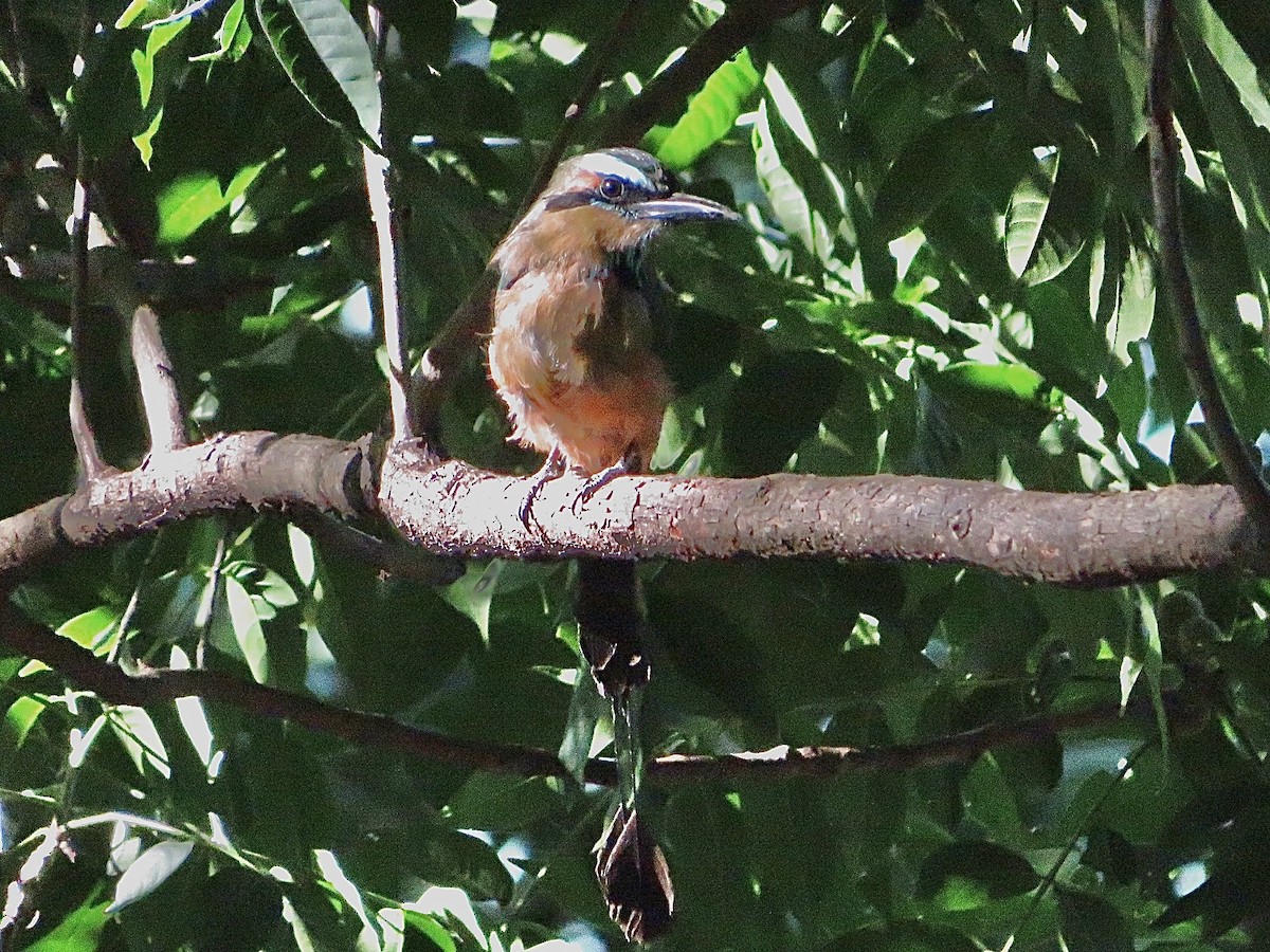 Turquoise-browed Motmot - ML611497071